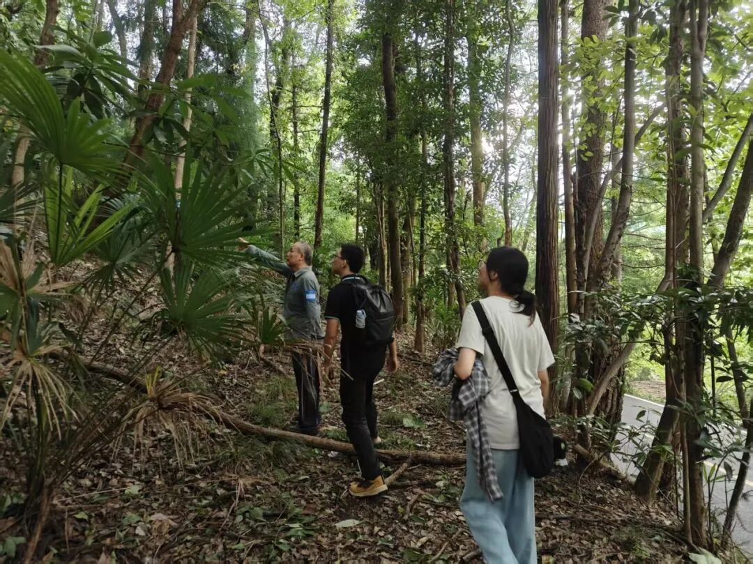 40天就能枯死一棵树的“松树癌症”,最难防的居然不是虫子本身? 40天就能枯死一棵树的“松树癌症”,最难防的居然不是虫子本身?