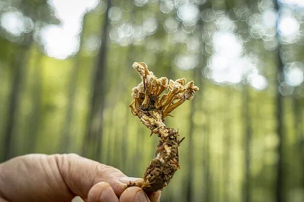 男子吃"补品"后胡言乱语，被送进ICU！家里有的赶紧扔️