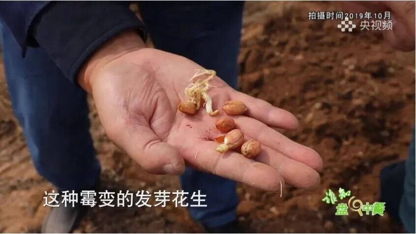 别再扔！这些食物发芽，营养直接翻倍→