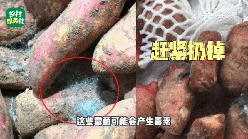 别再扔！这些食物发芽，营养直接翻倍→