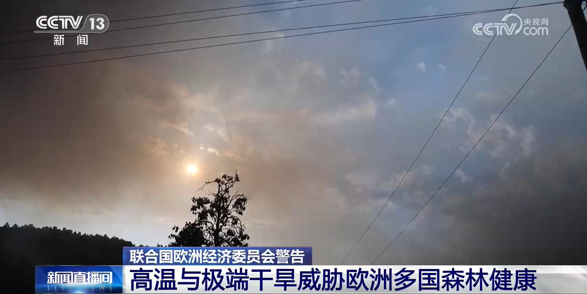 联合国欧洲经济委员会警告：高温与极端干旱威胁欧洲多国森林健康