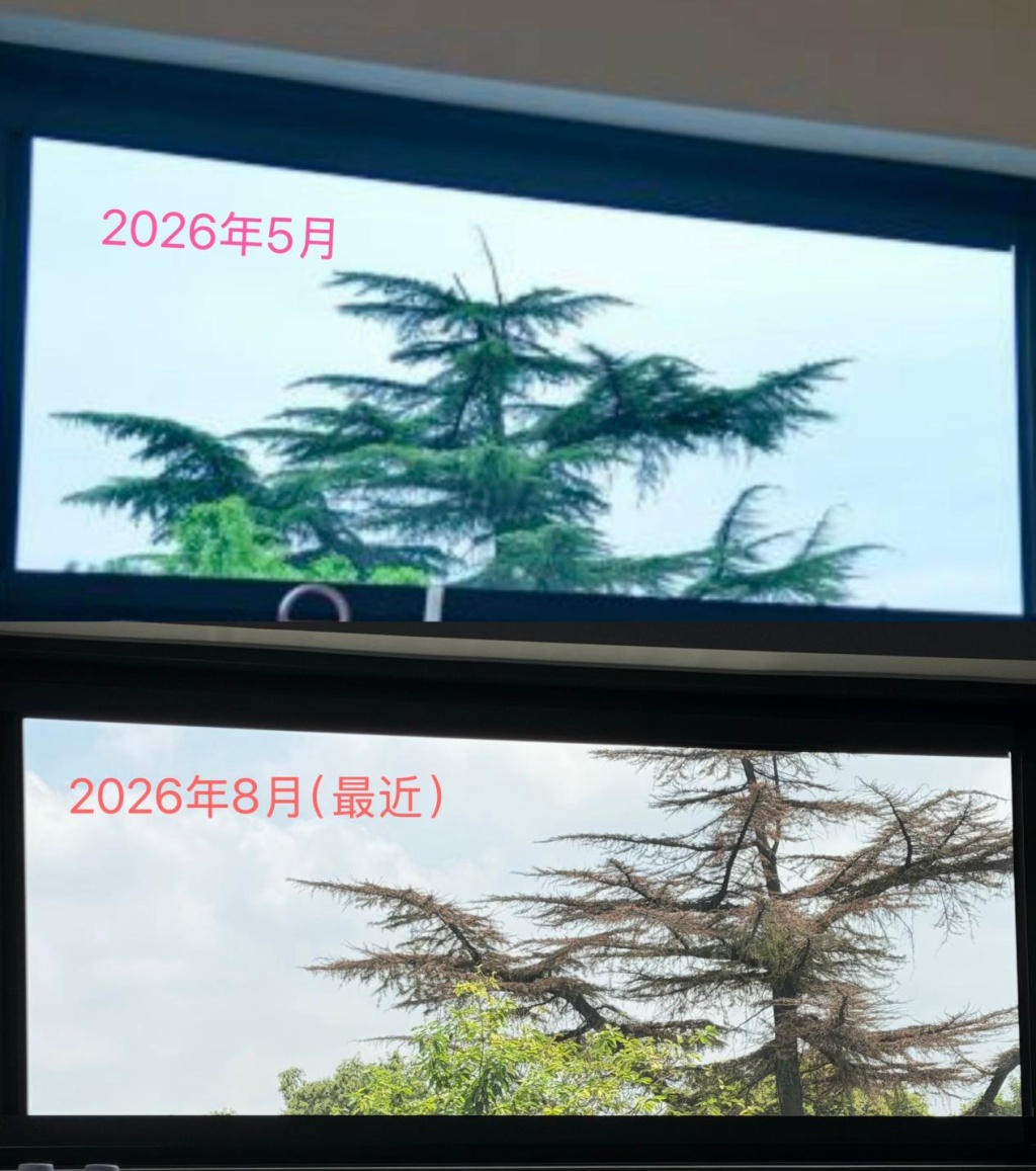 苏州平江历史街区老树疑遭“钻孔灌药”最新进展:涉案人否认毒杀砍伐 苏州平江历史街区老树疑遭“钻孔灌药”最新进展:涉案人否认毒杀砍伐