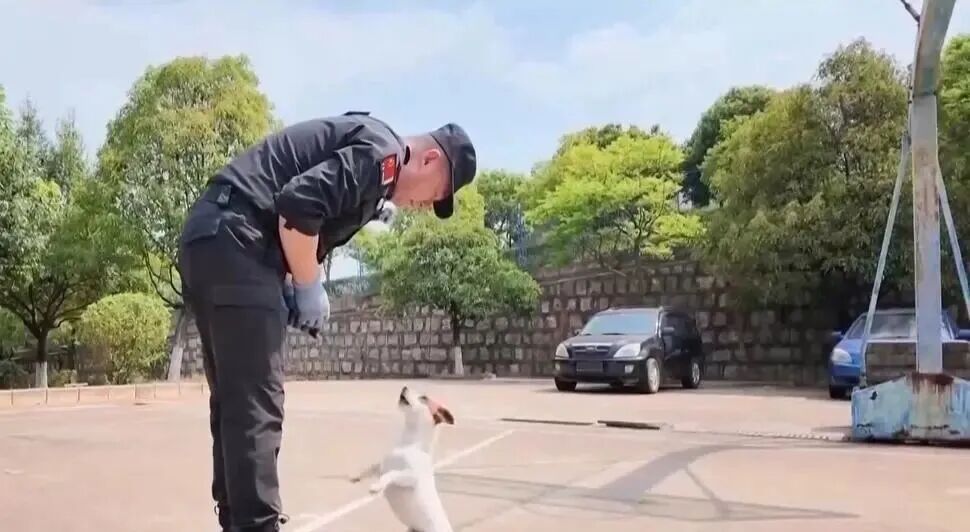 “袖珍”警犬“王子”,闯出了专属缉毒赛道 “袖珍”警犬“王子”,闯出了专属缉毒赛道