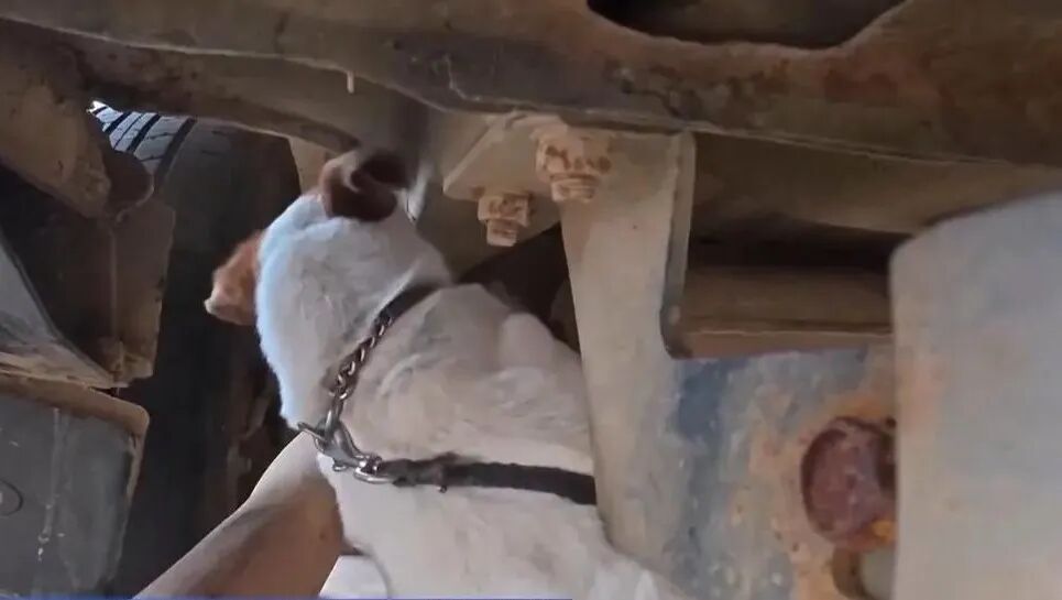 “袖珍”警犬“王子”,闯出了专属缉毒赛道 “袖珍”警犬“王子”,闯出了专属缉毒赛道