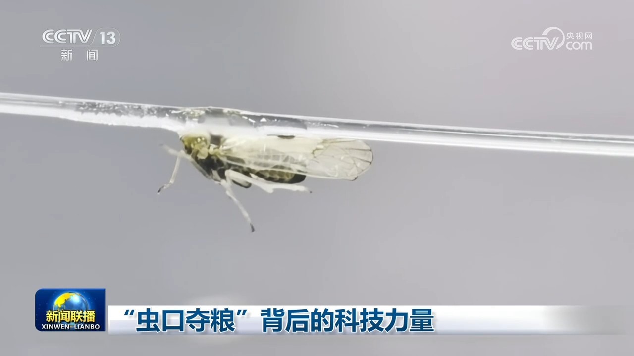 “虫口夺粮”背后的科技力量 “虫口夺粮”背后的科技力量