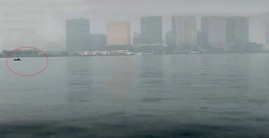 郑州人工湖惊现“3米巨鱼”？专家回应！