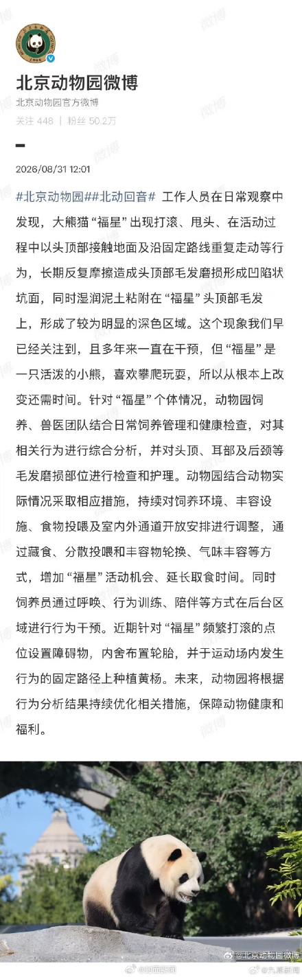 北京动物园:熊猫福星头顶毛发磨损已有多年 北京动物园:熊猫福星头顶毛发磨损已有多年