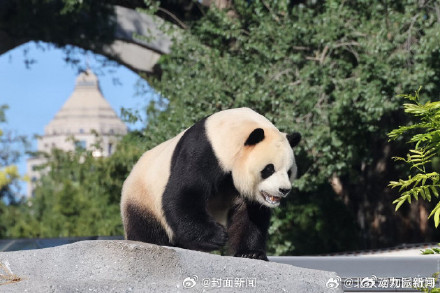 北京动物园:熊猫福星头顶毛发磨损已有多年 北京动物园:熊猫福星头顶毛发磨损已有多年