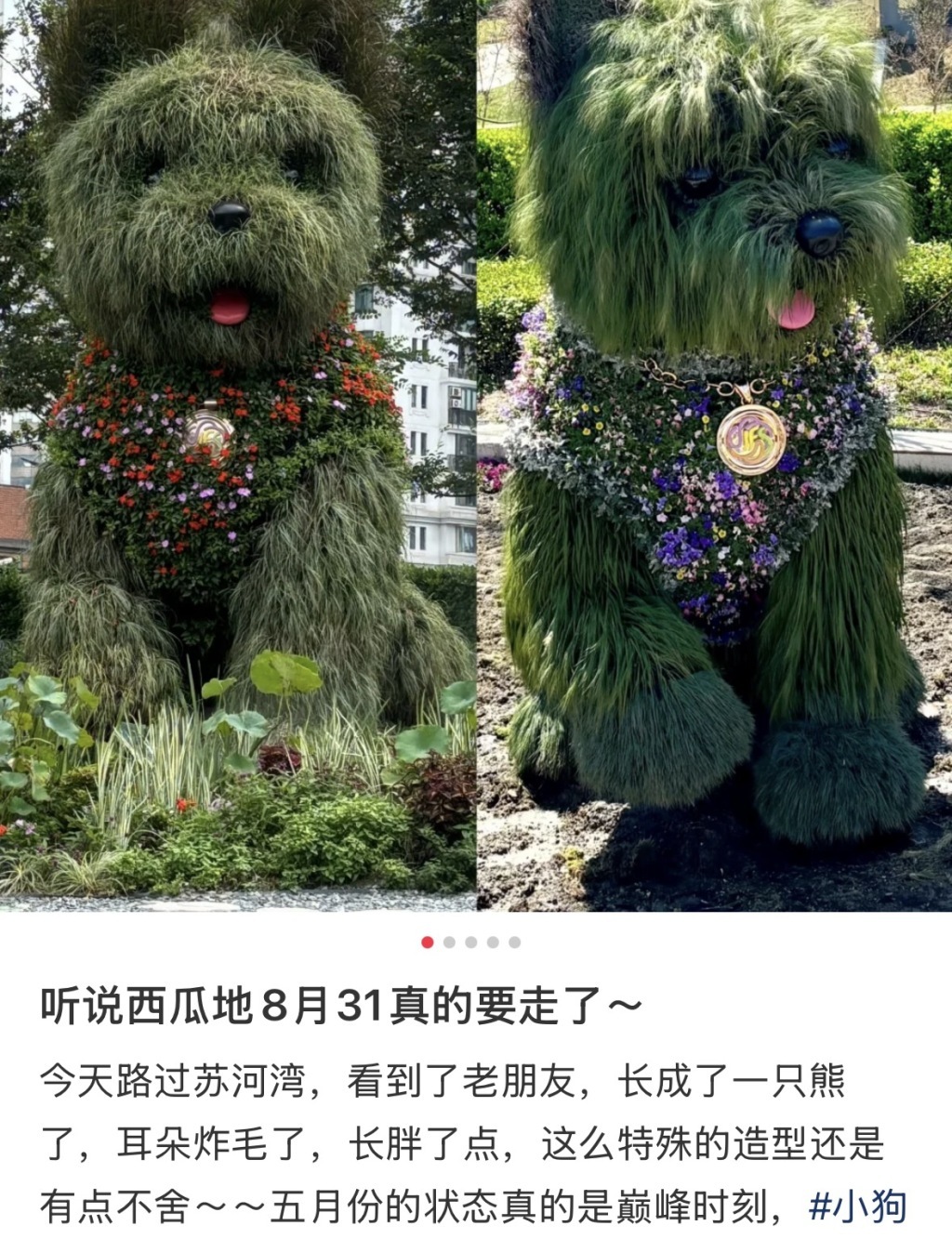 上海“潦草小狗”绿雕今日告别?记者多方了解:暂无拆除计划 上海“潦草小狗”绿雕今日告别?记者多方了解:暂无拆除计划