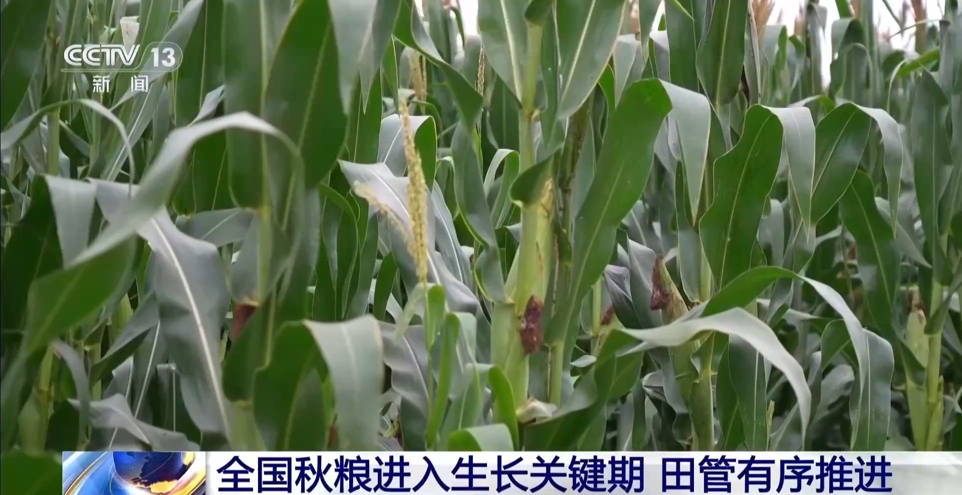 无人机“体检”、水肥一体化 多地有序推进秋粮田管 无人机“体检”、水肥一体化 多地有序推进秋粮田管