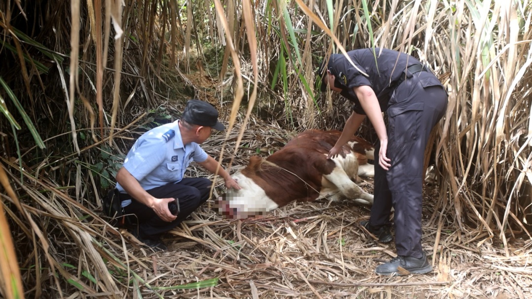 事发福建漳州,“疯牛”受惊失控,接连冲撞伤人,女特警果断开枪击毙! 事发福建漳州,“疯牛”受惊失控,接连冲撞伤人,女特警果断开枪击毙!