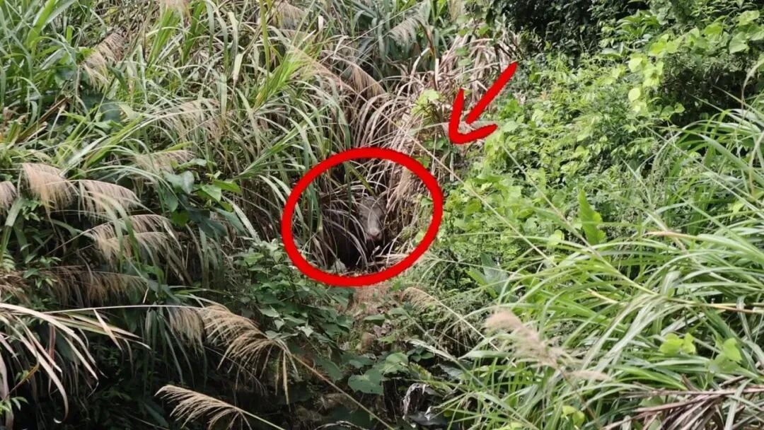 事发福建漳州,“疯牛”受惊失控,接连冲撞伤人,女特警果断开枪击毙! 事发福建漳州,“疯牛”受惊失控,接连冲撞伤人,女特警果断开枪击毙!