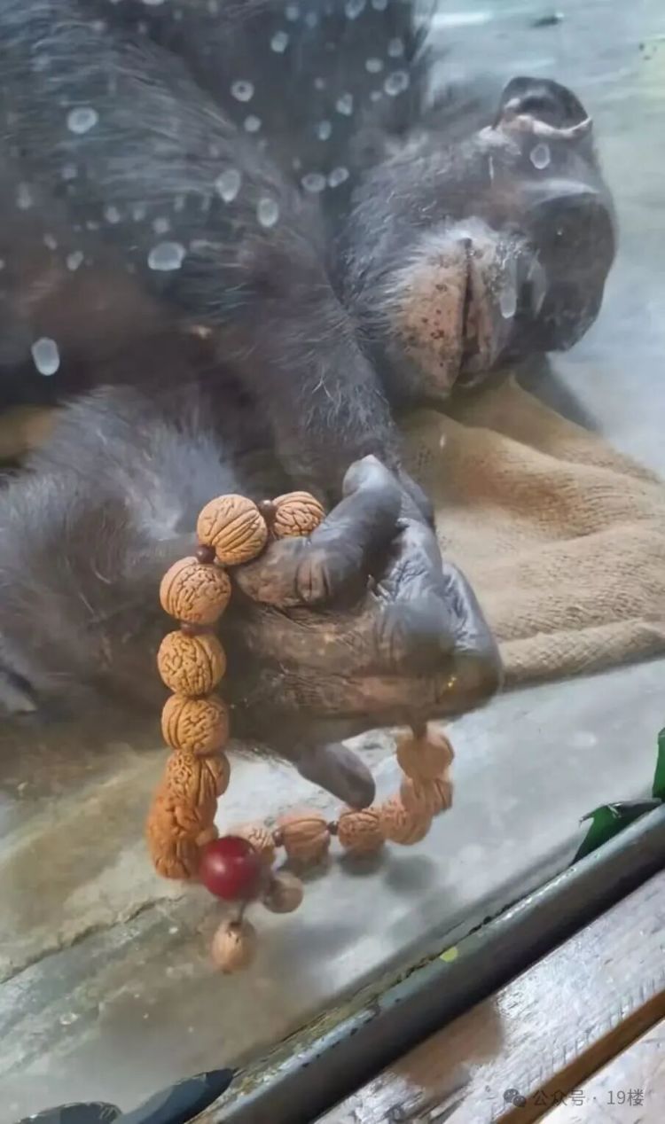 一黑猩猩“沉浸式盘串”,捻搓揉一气呵成!网友:离上班不远了 一黑猩猩“沉浸式盘串”,捻搓揉一气呵成!网友:离上班不远了
