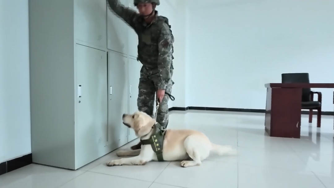 武警北京总队举办“军犬技能大比武”:“汪星战友”各显神通 武警北京总队举办“军犬技能大比武”:“汪星战友”各显神通