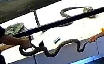 77岁捐赠者回应“珍贵蛇标本被孩子当玩具玩受损”:很心痛、不理解 77岁捐赠者回应“珍贵蛇标本被孩子当玩具玩受损”:很心痛、不理解