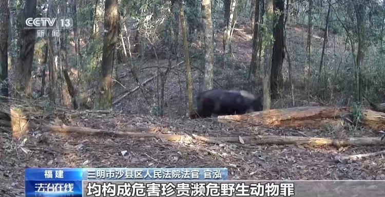 填补监管空白 无人机投抛箭矢猎杀保护动物案宣判
