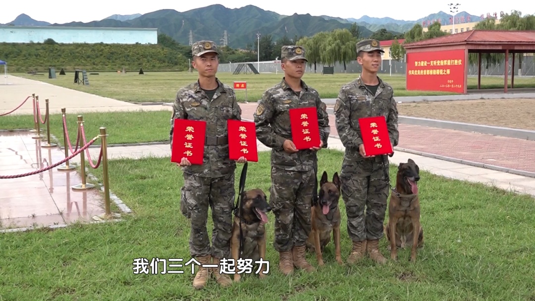 武警北京总队举办“军犬技能大比武”:“汪星战友”各显神通 武警北京总队举办“军犬技能大比武”:“汪星战友”各显神通