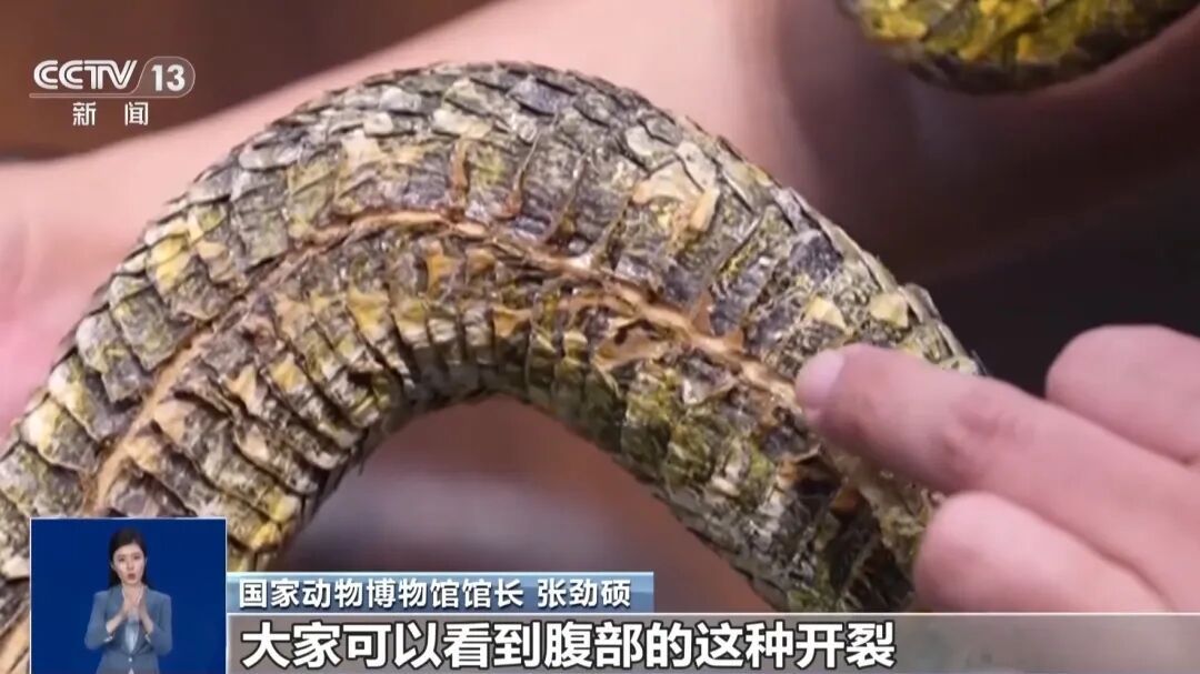 博物馆珍贵蛇标本被破坏，馆方：保留依法追究法律责任权利