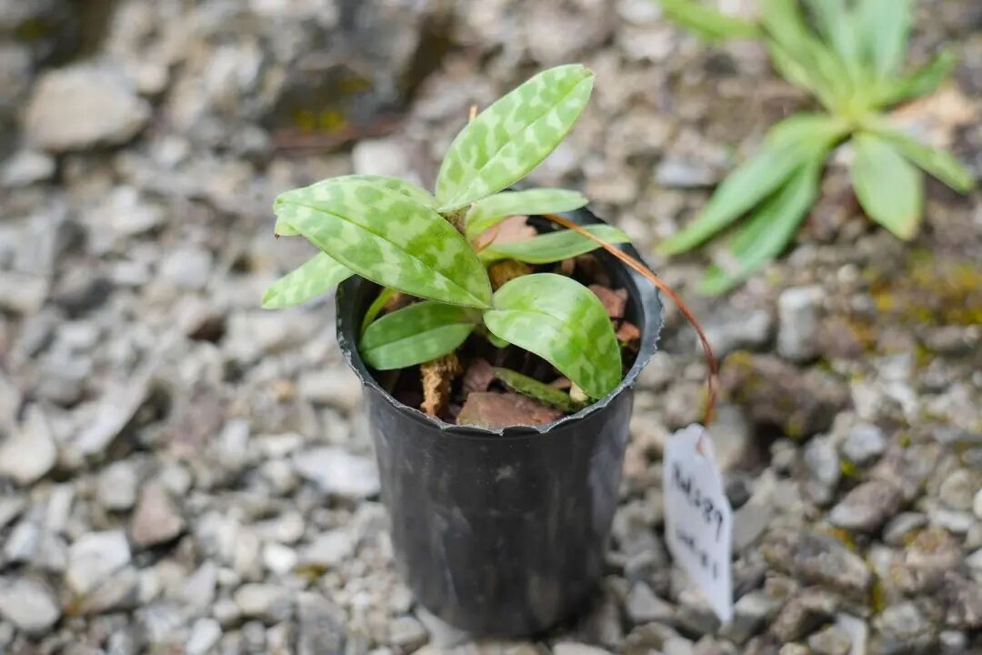 人工繁育破解濒危困局 彩云兜兰重返云南高黎贡山原生境