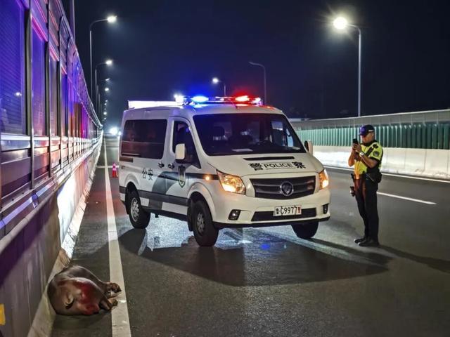 淄博生猪夜闯快速路,交警十余分钟化险为夷 淄博生猪夜闯快速路,交警十余分钟化险为夷