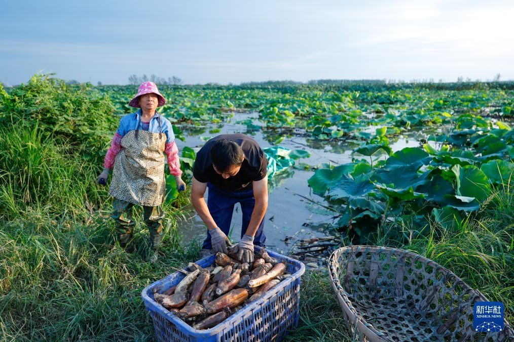 湖北洪湖莲藕进入采收季 湖北洪湖莲藕进入采收季