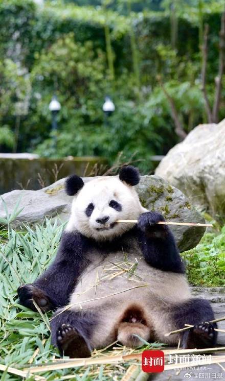 00后饲养员称和大熊猫彼此信任互不打扰 00后饲养员称和大熊猫彼此信任互不打扰