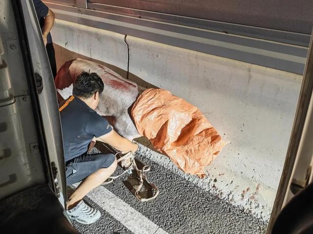 淄博生猪夜闯快速路,交警十余分钟化险为夷 淄博生猪夜闯快速路,交警十余分钟化险为夷