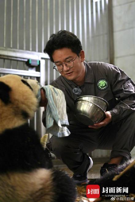 00后饲养员称和大熊猫彼此信任互不打扰 00后饲养员称和大熊猫彼此信任互不打扰