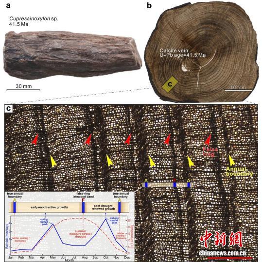 青藏高原如何形成多样性高海拔生态系统?最新研究揭晓起源之谜 青藏高原如何形成多样性高海拔生态系统?最新研究揭晓起源之谜