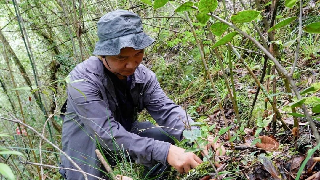 人工繁育破解濒危困局 彩云兜兰重返云南高黎贡山原生境