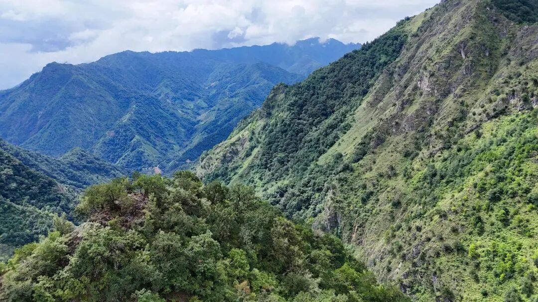 人工繁育破解濒危困局 彩云兜兰重返云南高黎贡山原生境