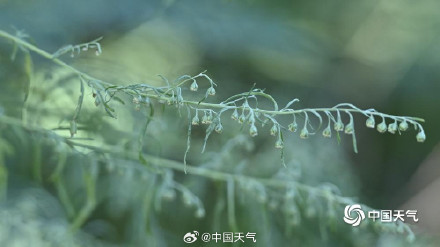 秋季致敏源大籽蒿原来长这样 秋季致敏源大籽蒿原来长这样