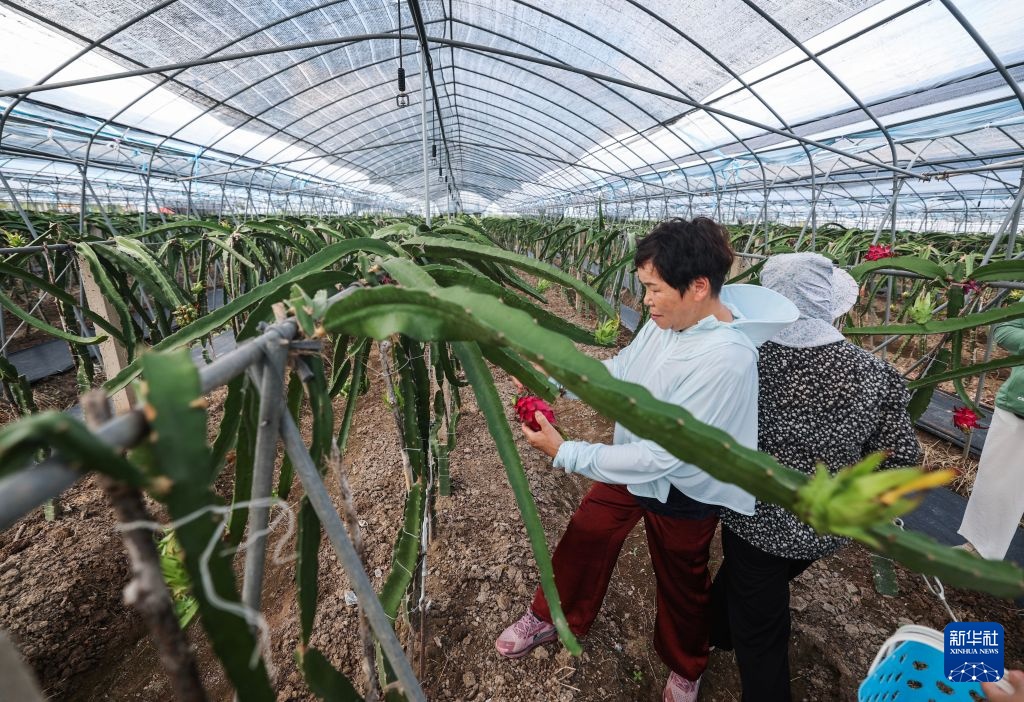 浙江慈溪:初秋时节家庭农场迎丰收 浙江慈溪:初秋时节家庭农场迎丰收
