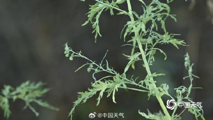 秋季致敏源大籽蒿原来长这样 秋季致敏源大籽蒿原来长这样