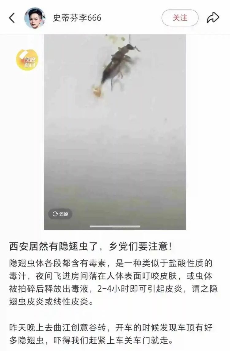 西安多区发现隐翅虫?千万别拍!毒液堪比硫酸 西安多区发现隐翅虫?千万别拍!毒液堪比硫酸