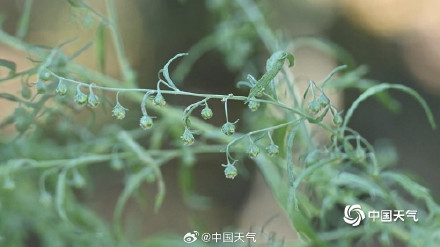 秋季致敏源大籽蒿原来长这样 秋季致敏源大籽蒿原来长这样