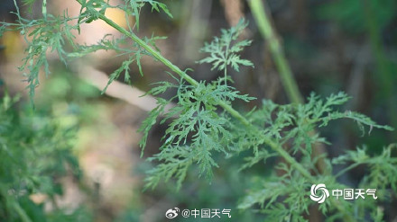 秋季致敏源大籽蒿原来长这样 秋季致敏源大籽蒿原来长这样