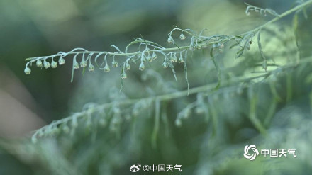 秋季致敏源大籽蒿原来长这样 秋季致敏源大籽蒿原来长这样