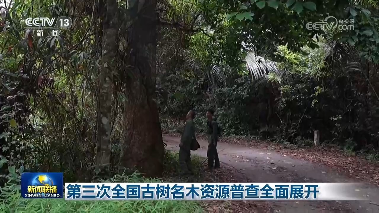 第三次全国古树名木资源普查全面展开 第三次全国古树名木资源普查全面展开
