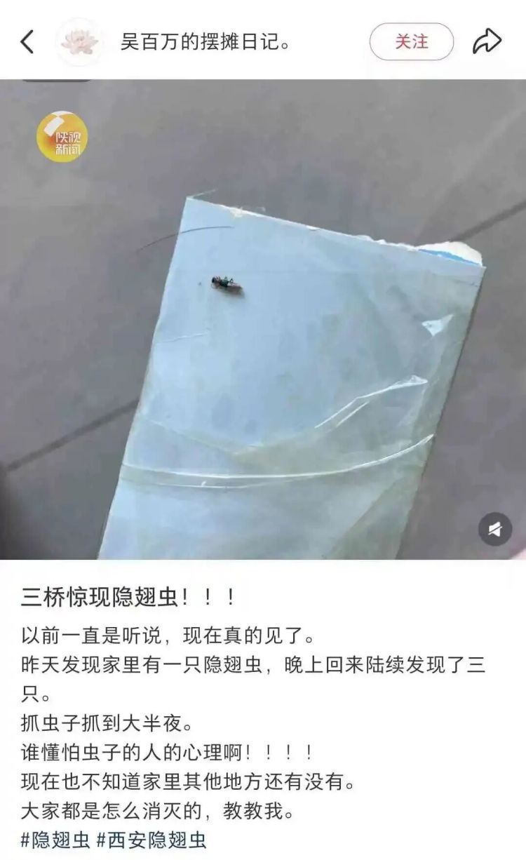 西安多区发现隐翅虫?千万别拍!毒液堪比硫酸 西安多区发现隐翅虫?千万别拍!毒液堪比硫酸