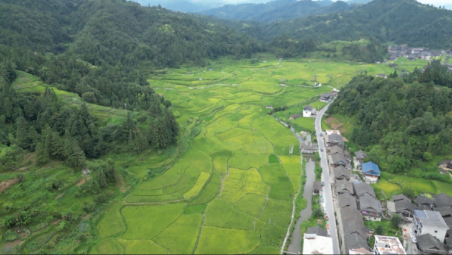 贵州从江:13万亩稻鱼鸭复合农业系统迎丰收 贵州从江:13万亩稻鱼鸭复合农业系统迎丰收