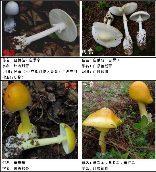 东北也有毒蘑菇!这些种类最常见 东北也有毒蘑菇!这些种类最常见