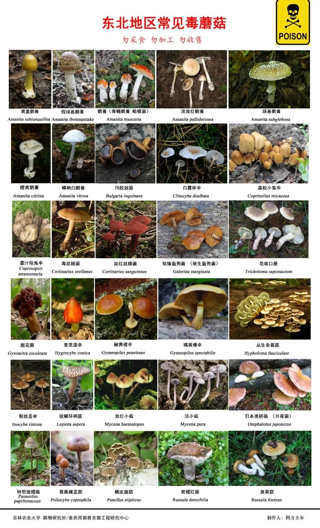 东北也有毒蘑菇!这些种类最常见 东北也有毒蘑菇!这些种类最常见