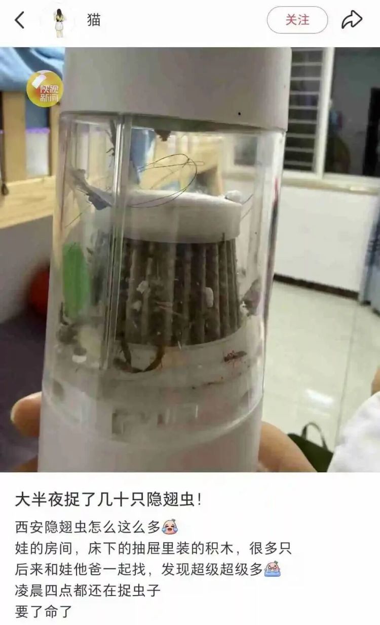 西安多区发现隐翅虫?千万别拍!毒液堪比硫酸 西安多区发现隐翅虫?千万别拍!毒液堪比硫酸