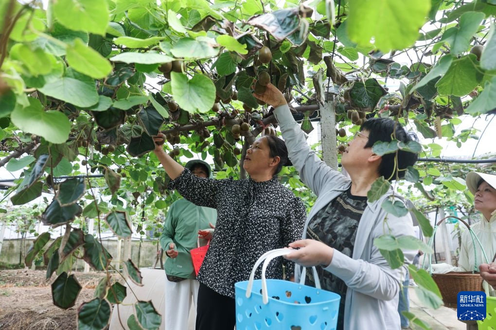 浙江慈溪:初秋时节家庭农场迎丰收 浙江慈溪:初秋时节家庭农场迎丰收