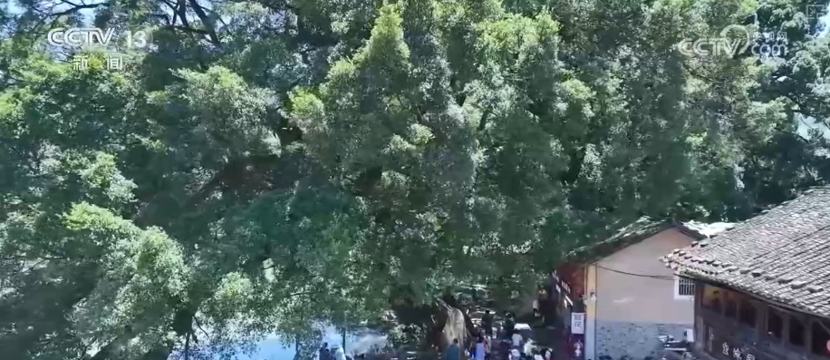 “黑科技”助力古树普查与保护 “古树+”激活文旅消费“绿色引擎” “黑科技”助力古树普查与保护 “古树+”激活文旅消费“绿色引擎”