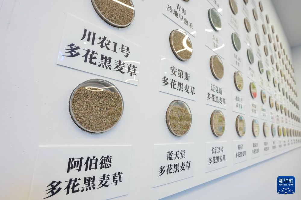 四川红原:共商草原畜牧业新发展 四川红原:共商草原畜牧业新发展