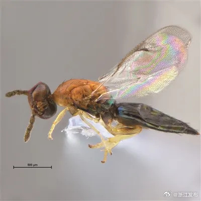 以“六春湖”命名!衢州发现新物种 以“六春湖”命名!衢州发现新物种