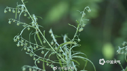 秋季致敏源大籽蒿原来长这样 秋季致敏源大籽蒿原来长这样