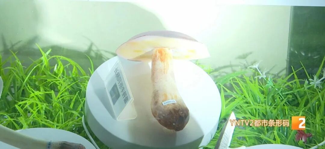 菌从云南寄,病回昆明治!男子在江苏吃见手青中毒,打车2300多公里回昆紧急救治 菌从云南寄,病回昆明治!男子在江苏吃见手青中毒,打车2300多公里回昆紧急救治